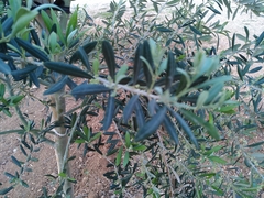 Olea europaea