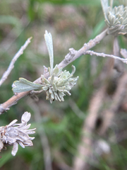 Rhopalomyia cramboides