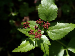 Thaspium trifoliatum trifoliatum