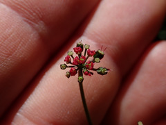 Thaspium trifoliatum trifoliatum