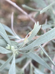 Rhopalomyia tumidibulla