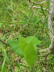Aristolochia tomentosa