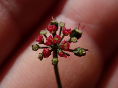 Thaspium trifoliatum trifoliatum