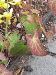 Epimedium × perralchicum