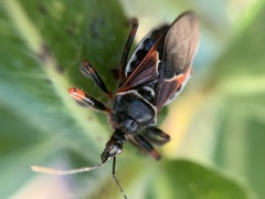 Apiomerus californicus
