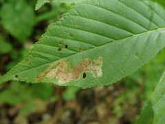 Phytomyza aesculi