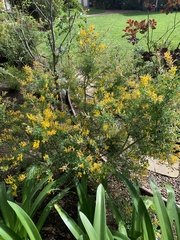 Genista stenopetala