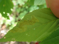 Phytomyza aesculi