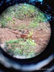 Copsychus saularis