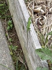 Anolis carolinensis