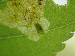 Phytomyza aesculi