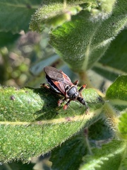 Apiomerus californicus