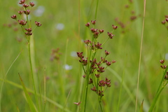 Juncus alatus