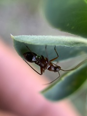 Apiomerus californicus