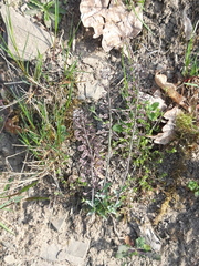 Noccaea caerulescens