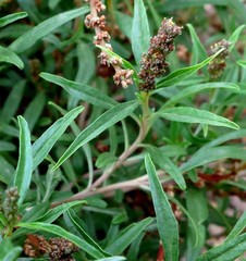 Amaranthus muricatus