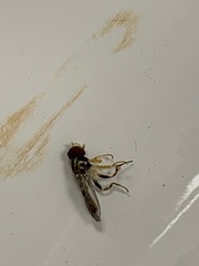 Ischnoptera bilunata