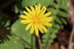 Aposeris foetida