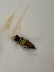 Ischnoptera bilunata