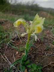 Iris caucasica