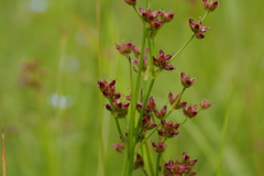 Juncus alatus