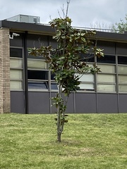 Magnolia grandiflora