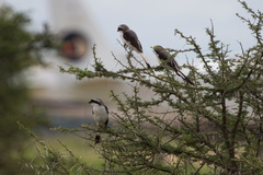 Lanius excubitoroides