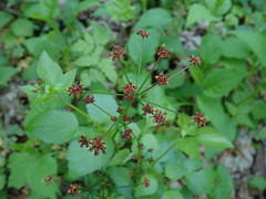 Thaspium trifoliatum trifoliatum
