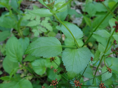 Thaspium trifoliatum trifoliatum