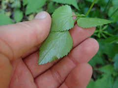 Thaspium trifoliatum trifoliatum