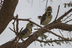 Trachyphonus darnaudii usambiro