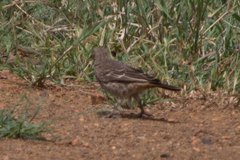 Histurgops ruficauda