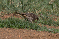 Histurgops ruficauda