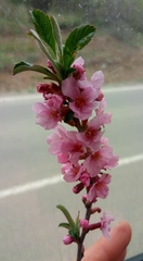 Prunus incana