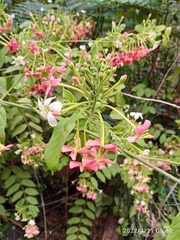 Combretum