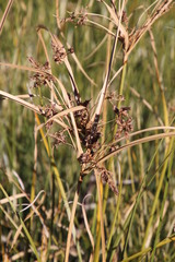 Cyperus thunbergii
