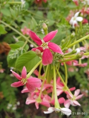 Combretum