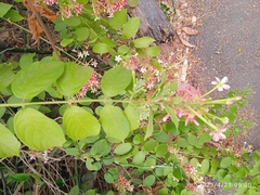 Combretum