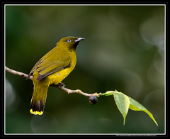 Brachypodius fuscoflavescens