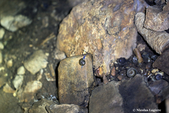 Schistophallus samius