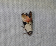Hiccoda roseitincta
