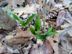 Trillium erectum