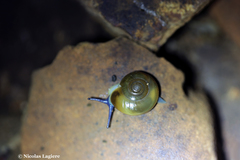 Schistophallus samius