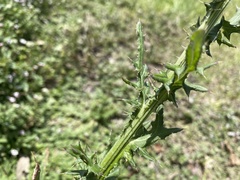 Cirsium nuttalii image