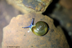 Schistophallus samius