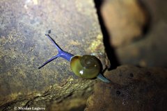 Schistophallus samius