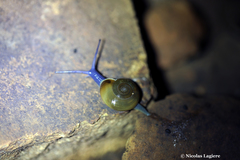 Schistophallus samius