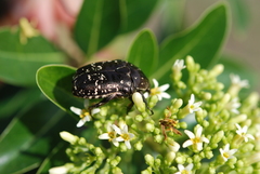 Protaetia orientalis sakaii