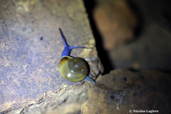 Schistophallus samius