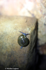Schistophallus samius